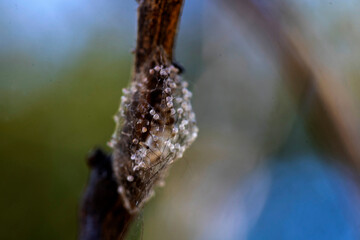 Citrus Mealybug Ovisac (Egg Sac) on Citrus Stem