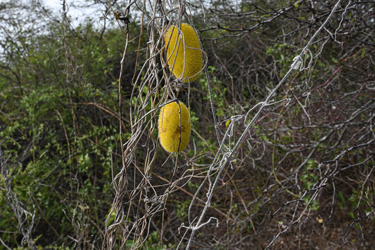 Exotisches Gew&auml;chs - Cucumis Dpsaceus - Sogenannte Galapagosgurken, auch als Igelgurke oder Karden Gurke bezeichnet