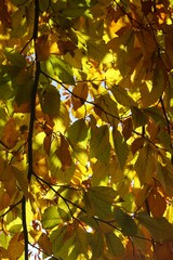 Yellow autumn leaves with soft sunlight. Yellow wallpaper.