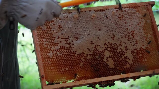 Brushing Bees Off Honeycomb Frame in Slow Motion