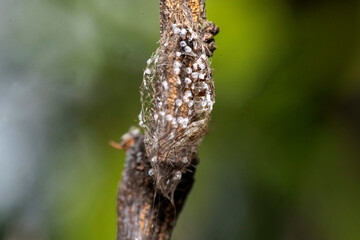 Citrus Mealybug Ovisac (Egg Sac) on Citrus Stem