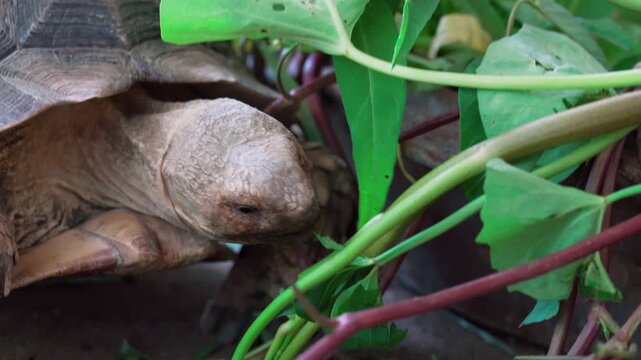 Close-up of a tortoise eating green leaves amidst lush vegetation. Its wrinkled neck and textured shell are visible. Natural lighting highlights its reptile features and the fresh plant life.