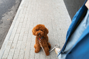 Woman walking her curly-haired dog on a city sidewalk