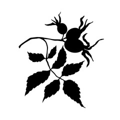 Botanical silhouette of a rosehip branch with berries. Vector graphics.