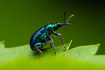 bug on a leaf