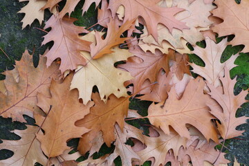 A pile of openwork autumn leaves. Red oak leaves lie on the ground covered with moss.