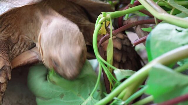 Close-up on a tortoise eating green leaves. Focus on the tortoise's head and shell textures, with vibrant green plant stems and leaves in the foreground. Natural lighting, shallow depth of field.