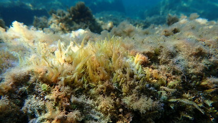 Green algae (Caulerpa prolifera cf.) undersea, Ligurian Sea, Italy, Imperia