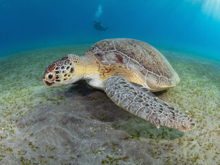 Obraz premium turtle and diver