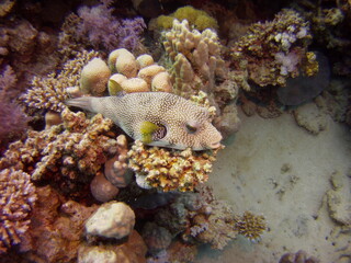 Puffer fish in red sea © Paul