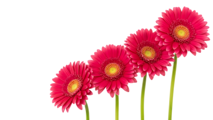 Four Pink Gerbera Daisies in a Diagonal Line on Black