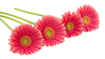 Four Pink Gerbera Daisies On Black Background pink flowers