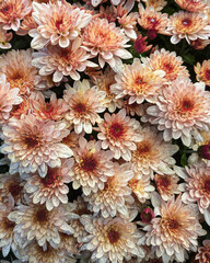 Chrysanthemum flowers