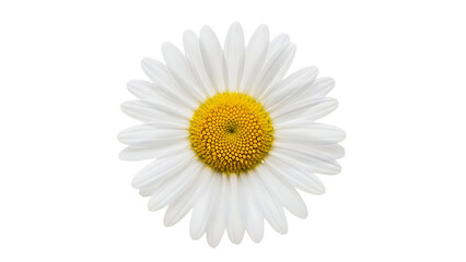 Single White Daisy Flower Isolated on Black d85ce70adccf442954f41f0b12913eeedr