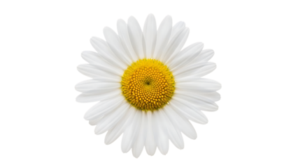 Single White Daisy Flower Isolated on Black d85ce70adccf442954f41f0b12913eeedr