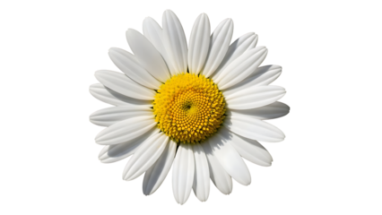 Single daisy flower isolated on a black background