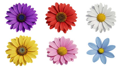 Six Colorful Daisy Flowers On Black Background purple
