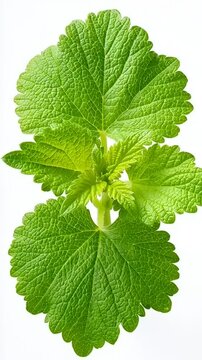Lemon Balm Close-Up - Fresh Green Leaves and Stem on White Background.
