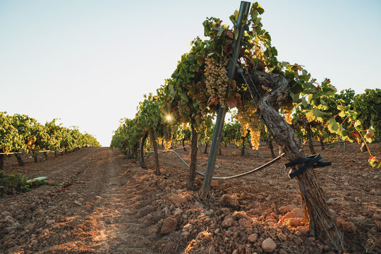 Vineyard in Castilla La Mancha with sunlit grapevines