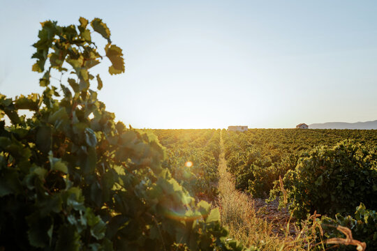 Vineyard landscape in Castilla La Mancha  at sunset