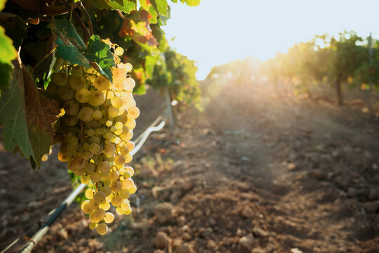 Vineyard sunrise with ripe grape cluster in Castilla La Mancha