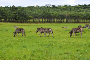 Obraz premium Zebras in a nature reserve in Africa