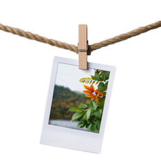 Instant photo of autumn leaves clipped to rope with wooden clothespin isolated on transparent background