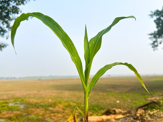 Young green corn plant in field