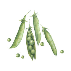 Composition with pods and seeds of green peas. Watercolor illustration hand drawn and isolated on a white background. Perfect for design postcards, posters, packing, other polygraph, tableware