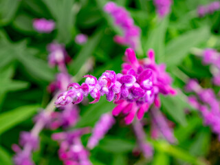 Colorful flowers such as roses, gerberas, dahlias, carnations, hydrangeas, orchids, sunflowers and tropical flowers in a cool highland garden