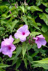 Ipomoea carnea subsp. fistulosa - Bush Morning Glory Blooming

