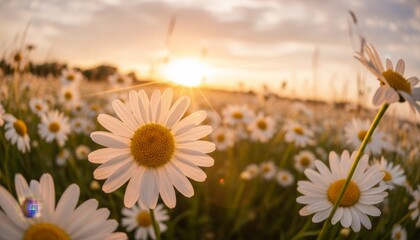 Beautiful white and yellow daisy flower blooms in a vast meadow during a warm and serene golden hour sunset with a soft, dreamy focus and beautiful sun flare