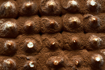 Italian dessert cake Tiramisu. Frozen Tiramisu, ice cream. on plastic package. Piece of cake Tiramisu. Food background.