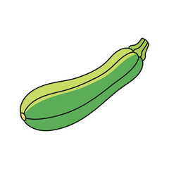 zucchini vegetable vector illustration