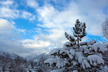Winter tree and snow covered Alps mountains in the Austrian.