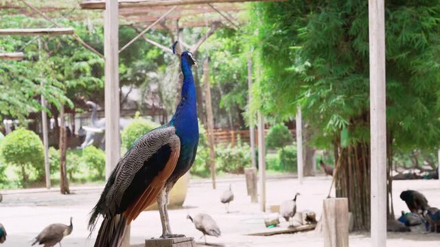 Majestic peacock with vibrant blue neck and iridescent feathers stands proudly in an aviary setting with other peacocks in the background. Lush greenery and bamboo trees provide a natural habitat.