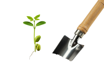 An emerald green seedling sprout with visible roots emerges from dark soil beside a garden trowel against a transparent background. Concept of growth and ecology