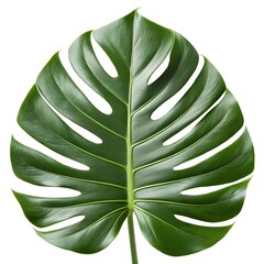 Ravenea poirieri Leaf Robust Ravenea Palm Frond Spreading in Brilliant Tropical Green on Pristine White Background Capturing Island Strength, Exotic Elegance, and Classic Botanical Beauty