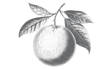 Antique orange fruit illustration with natural leaves branch in engraving linework.