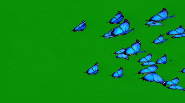 Flock of Blue Morpho Butterflies Flying on Green Screen - Chroma Key Nature Overlay AI Generated