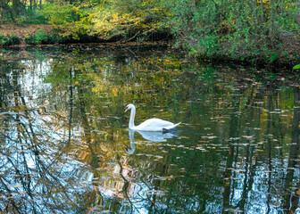 Einsamer weißer Schwan auf einem See
