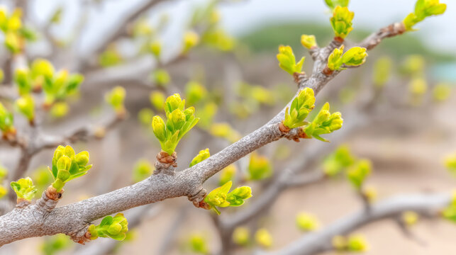 Bare tree branches covered in bright lime green buds and tiny sprouts, representing nature's renewal and awakening season