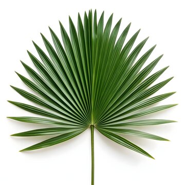 Coccothrinax miraguama Leaf Elegant Cuban Thatch Palm Frond Displaying Radiant Tropical Green Fans on Pristine White Background Embodying Caribbean Sophistication and Exquisite Botanical Beauty