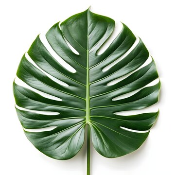 Aiphanes horrida Leaf Dramatic Ruffle Palm Frond Spreading in Rich Tropical Green on Pristine White Background Capturing Wild Exotic Texture, Rare Botanical Form, and Vivid Rainforest Beauty