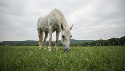 Majestic white horse with a flowing mane grazes peacefully in a lush green meadow, captured from a low angle perspective on a calm, overcast day