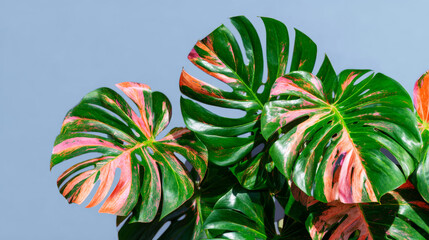 Monstera variegated leaves displaying vibrant pink and green patterns against a light blue background, botanical design
