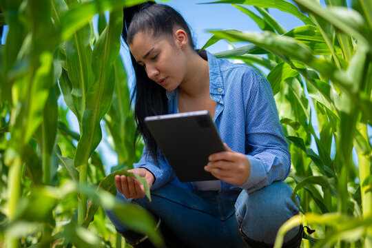 Woman checking corn crop health using tablet in field