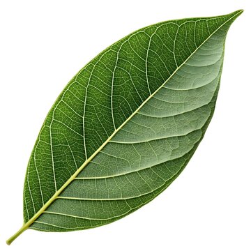Merbau Tree Leaf Vibrant Intsia bijuga Botanical Detail on Pristine White Background Showcasing Natural Tropical Greenery Beauty with Glossy Texture, Perfect for Eco Nature Stock Images