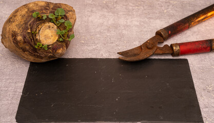 Top view of a raw root vegetable (celeriac or rutabaga) and rusty vintage garden shears on a black slate background