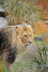 Portrait of a majestic lion